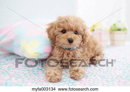 Poodle View Large Photo Image Picture - Poodle. Fotosearch