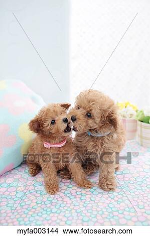 Poodle View Large Photo Image Picture - Poodle. Fotosearch