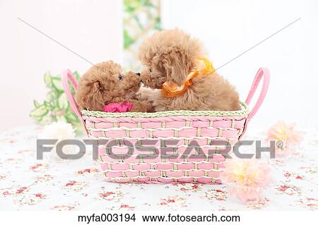 Poodle View Large Photo Image Picture - Poodle. Fotosearch