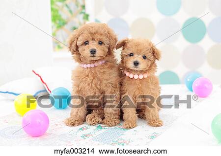 Poodle View Large Photo Image Picture - Poodle. Fotosearch