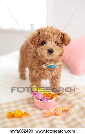 Poodle View Large Photo Image Stock Image - Poodle. Fotosearch