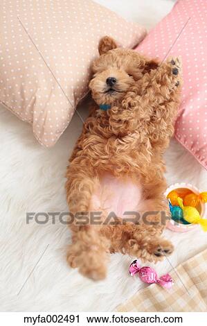 Poodle View Large Photo Image Stock Image - Poodle. Fotosearch