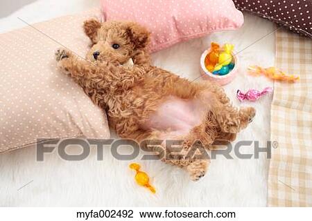 Stock Image - Poodle. Fotosearch