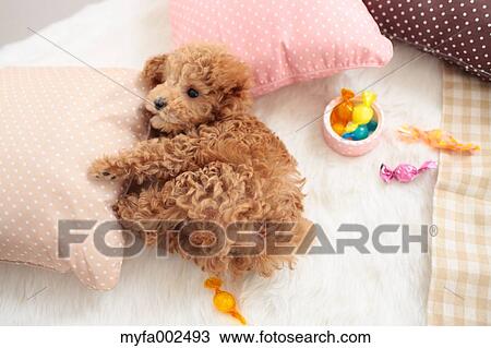 Stock Image - Poodle. Fotosearch