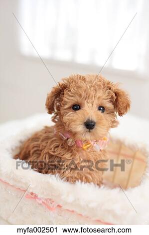 Stock Image - Poodle. Fotosearch