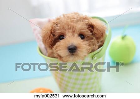 Poodle View Large Photo Image Stock Image - Poodle. Fotosearch