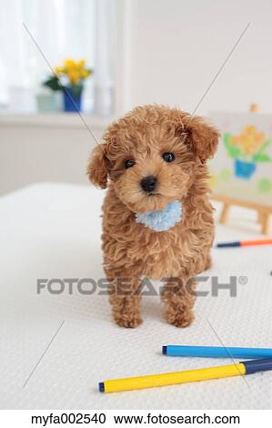 Stock Image - Poodle. Fotosearch
