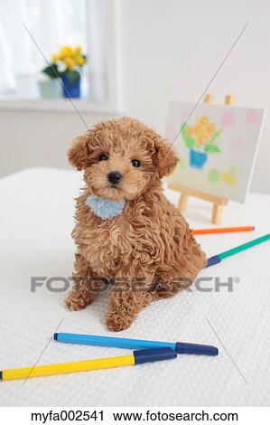 Poodle View Large Photo Image Stock Image - Poodle. Fotosearch