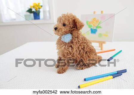 Poodle View Large Photo Image Stock Image - Poodle. Fotosearch
