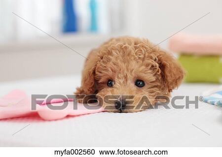 Poodle View Large Photo Image Stock Image - Poodle. Fotosearch