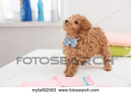 Poodle View Large Photo Image Stock Image - Poodle. Fotosearch