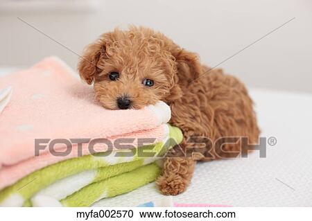 Poodle View Large Photo Image Stock Image - Poodle. Fotosearch