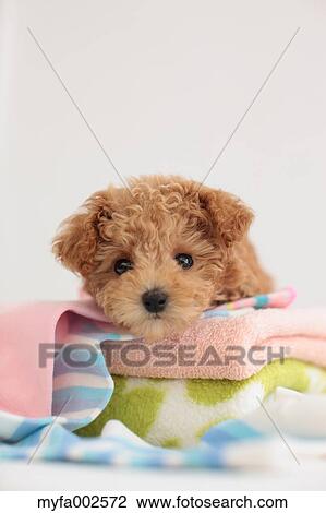 Poodle View Large Photo Image Stock Image - Poodle. Fotosearch