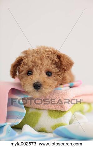 Poodle View Large Photo Image Stock Image - Poodle. Fotosearch