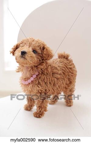 Poodle View Large Photo Image Stock Image - Poodle. Fotosearch