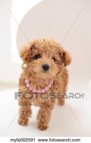 Poodle View Large Photo Image Stock Image - Poodle. Fotosearch