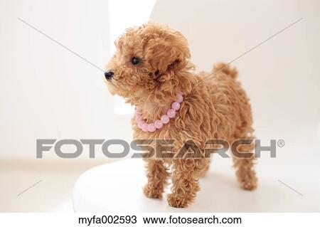 Stock Image - Poodle. Fotosearch