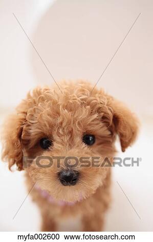 Poodle View Large Photo Image Stock Image - Poodle. Fotosearch
