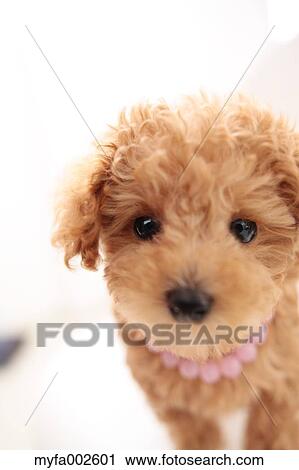 Poodle View Large Photo Image Stock Image - Poodle. Fotosearch