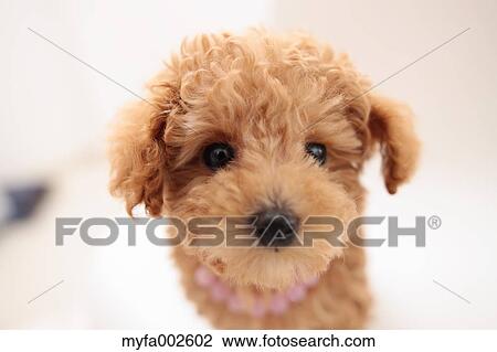 Poodle View Large Photo Image Stock Image - Poodle. Fotosearch