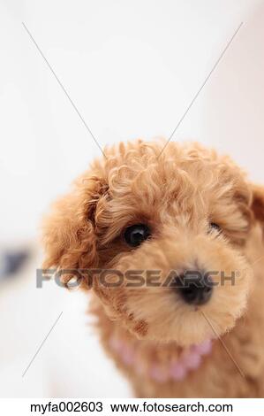 Poodle View Large Photo Image Stock Image - Poodle. Fotosearch