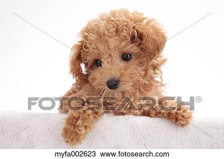 Poodle View Large Photo Image Stock Image - Poodle. Fotosearch