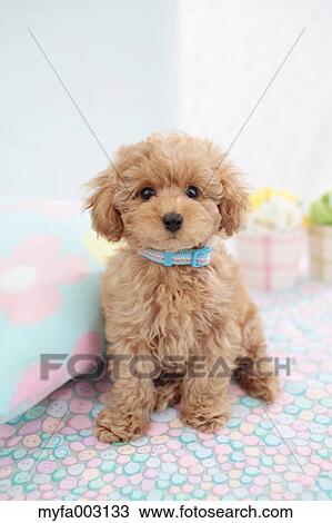 Poodle View Large Photo Image Stock Image - Poodle. Fotosearch