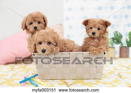 Poodle View Large Photo Image Stock Image - Poodle. Fotosearch