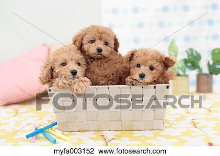Poodle View Large Photo Image Stock Image - Poodle. Fotosearch