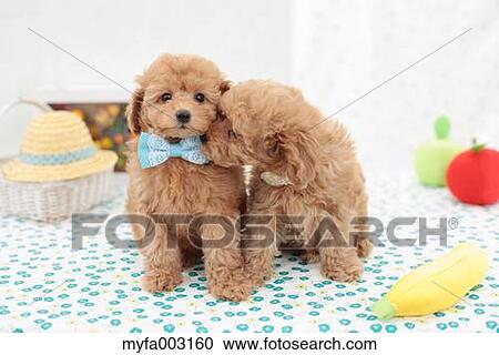 Stock Image - Poodle. Fotosearch