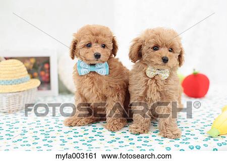 Poodle View Large Photo Image Stock Image - Poodle. Fotosearch