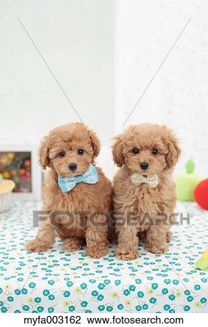 Poodle View Large Photo Image Stock Image - Poodle. Fotosearch