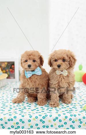 Poodle View Large Photo Image Stock Image - Poodle. Fotosearch