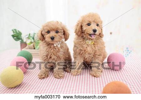 Stock Image - Poodle. Fotosearch