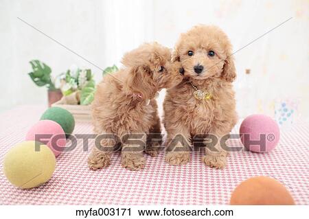 Stock Image - Poodle. Fotosearch