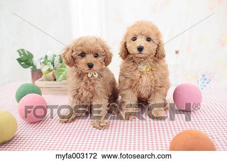 Poodle View Large Photo Image Stock Image - Poodle. Fotosearch