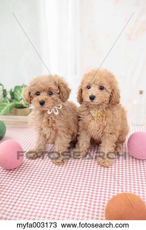 Poodle View Large Photo Image Stock Image - Poodle. Fotosearch