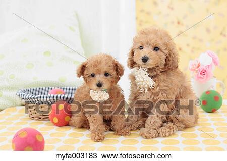 Poodle View Large Photo Image Stock Image - Poodle. Fotosearch