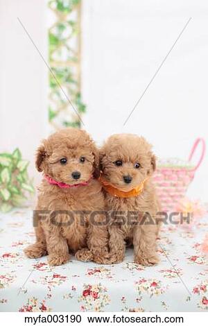Poodle View Large Photo Image Stock Image - Poodle. Fotosearch
