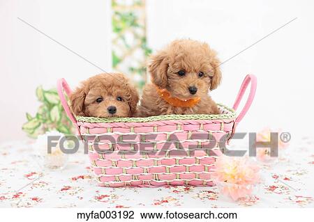 Poodle View Large Photo Image Stock Image - Poodle. Fotosearch