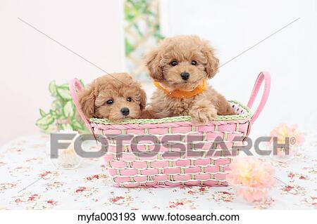 Poodle View Large Photo Image Stock Image - Poodle. Fotosearch