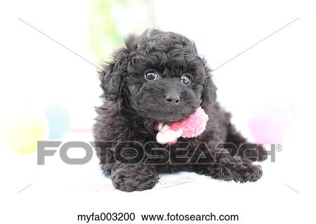 Stock Image - Poodle. Fotosearch