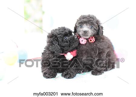 Poodle View Large Photo Image Stock Image - Poodle. Fotosearch