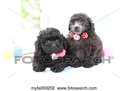 Poodle View Large Photo Image Stock Image - Poodle. Fotosearch