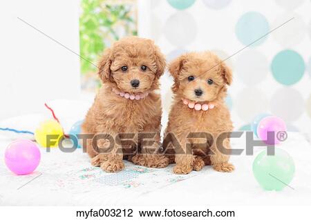 Poodle View Large Photo Image Stock Image - Poodle. Fotosearch