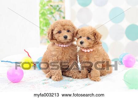 Poodle View Large Photo Image Stock Image - Poodle. Fotosearch