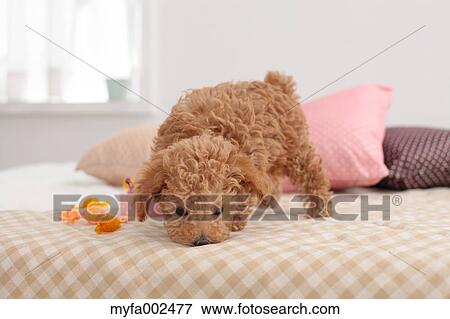 Poodle View Large Photo Image Stock Photo - Poodle. Fotosearch