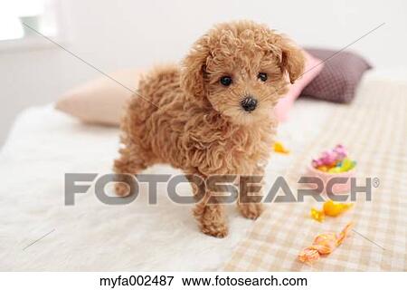 Stock Photo - Poodle. Fotosearch