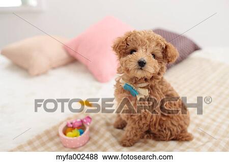 Poodle View Large Photo Image Stock Photo - Poodle. Fotosearch
