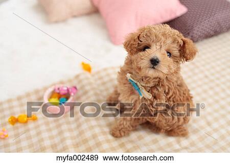 Poodle View Large Photo Image Stock Photo - Poodle. Fotosearch